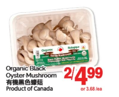 ORGANIC BLACK OYSTER MUSHROOM