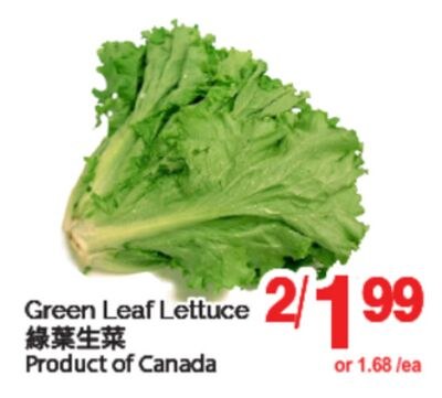 GREEN LEAF LETTUCE