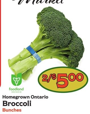 Homegrown Ontario Broccoli