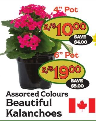Assorted Colours Beautiful Kalanchoes