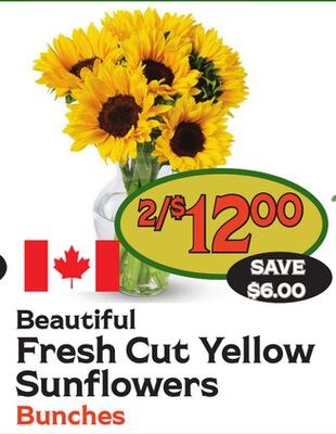 Beautiful Fresh Cut Yellow Sunflowers Bunches