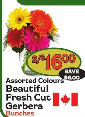 Assorted Colours Beautiful Fresh Cut Gerbera Bu…