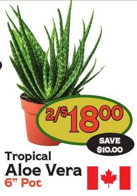 Tropical Aloe Vera