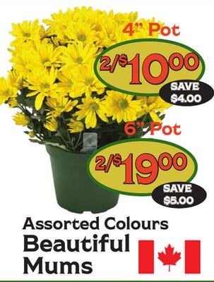 Assorted Colours Beautiful Mums