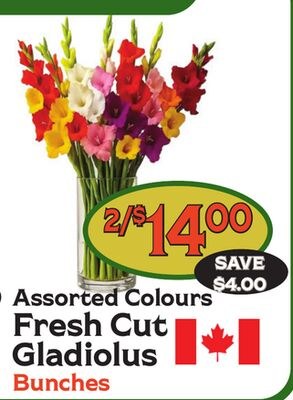 Assorted Colours Fresh Cut Gladiolus Bunches