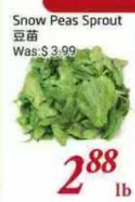 Snow Peas Sprout