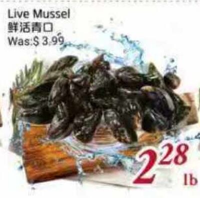 Live Mussel