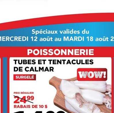 Tubes et tentacules de calmar