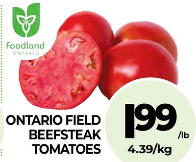 ONTARIO FIELD BEEFSTEAK TOMATOES