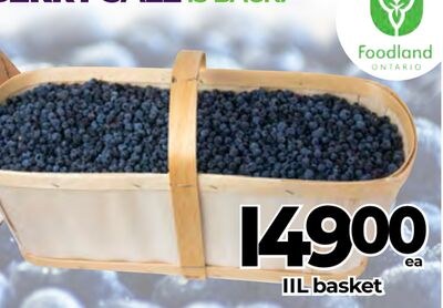 BLUEBERRY