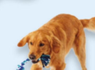 Jouet tirer pour chiens