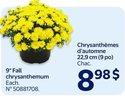 Chrysanthémes d'automne 22,9 cm (9 p0)
