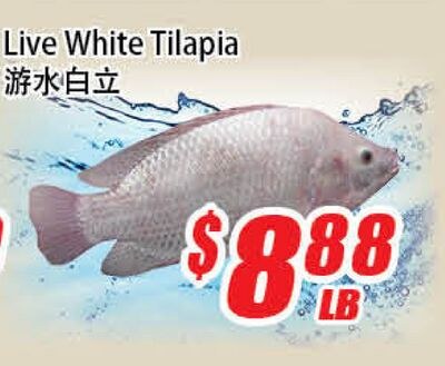 Live White Tilapia