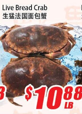 Live Bread Crab