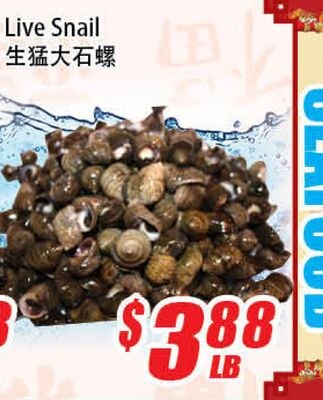 Live Snail