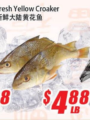 Fresh Yellow Croaker