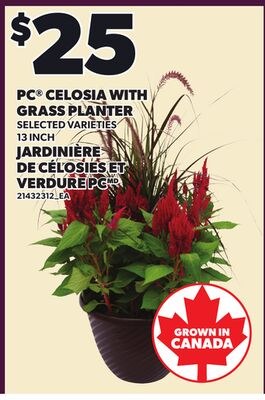 PC® CELOSIA WITH GRASS PLANTER, 13 INCH