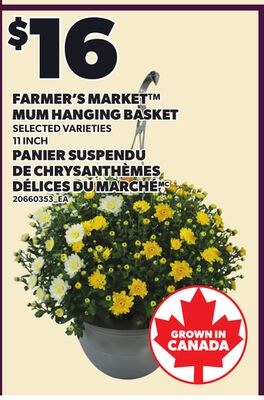 FARMER'S MARKET™ MUM HANGING BASKET, 11 INCH
