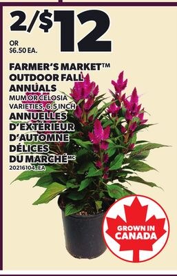 FARMER'S MARKET™ OUTDOOR FALL ANNUALS, 6-5 INCH