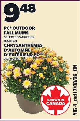 PC® OUTDOOR FALL MUMS, 9.5 INCH