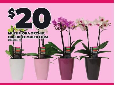 MULTIFLORA ORCHID