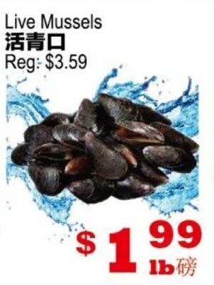 Live Mussels