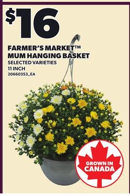 FARMER'S MARKET™ MUM HANGING BASKET, 11 INCH