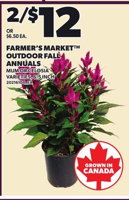 FARMER'S MARKET™ OUTDOOR FALL ANNUALS, 6.5 INCH