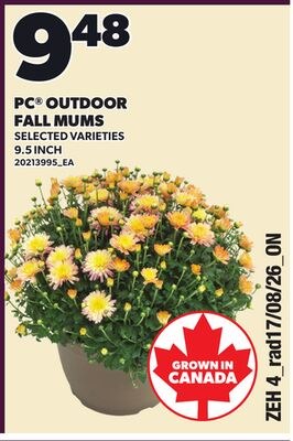 PC® OUTDOOR FALL MUMS, 9.5 INCH