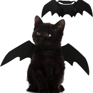 Ailes chauve-souris chat Halloween, costume fête