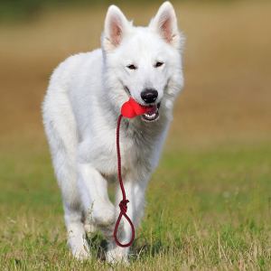 Jouet corde en caoutchouc naturel pour animaux