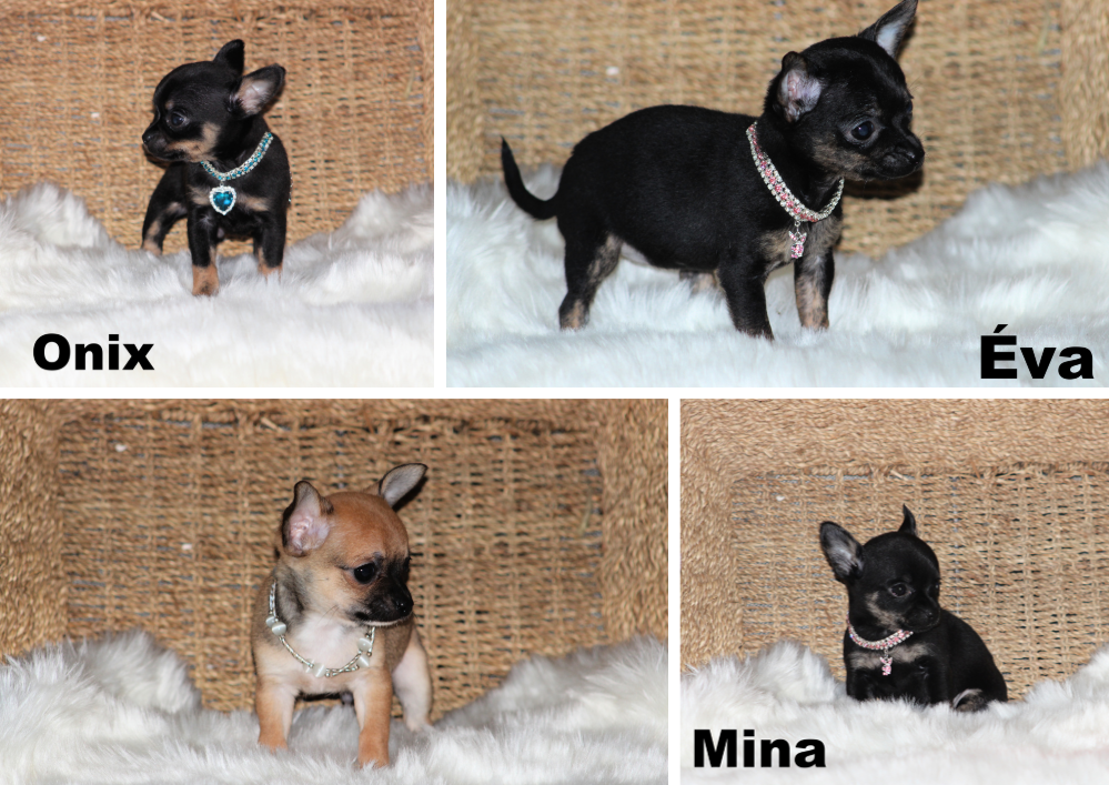 Chihuahua Femelles et Mâles mini Garantie 1 an.